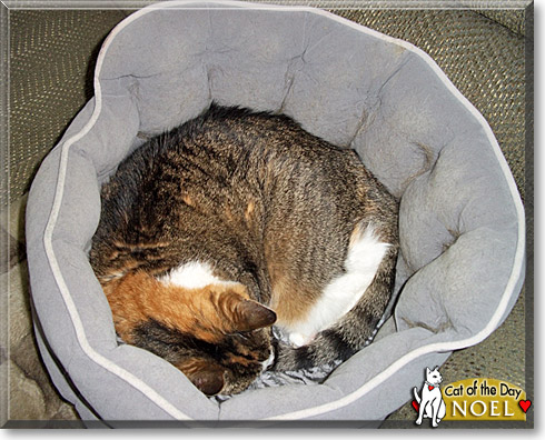 Noel, the Cat of the Day