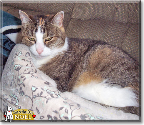Noel, the Cat of the Day