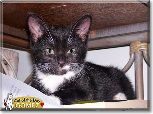 Gomez, the Cat of the Day