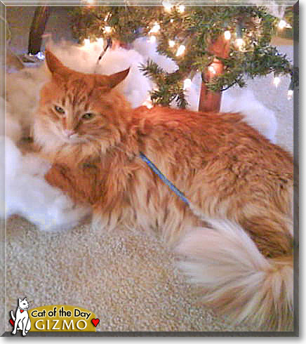 Gizmo, the Cat of the Day