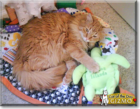 Gizmo, the Cat of the Day
