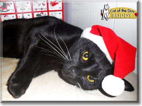 Buddy, the Cat of the Day