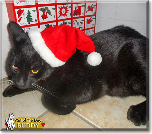 Buddy, the Cat of the Day