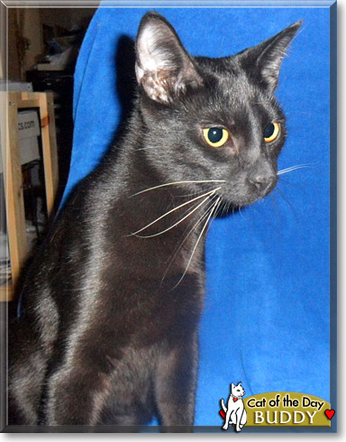 Buddy, the Cat of the Day
