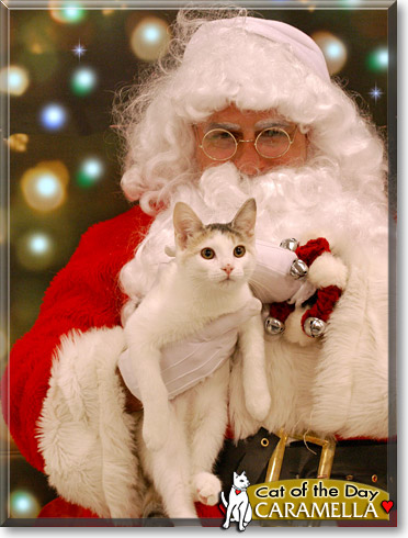 Caramella, the Cat of the Day