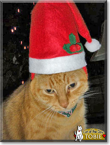 Tobie, the Cat of the Day