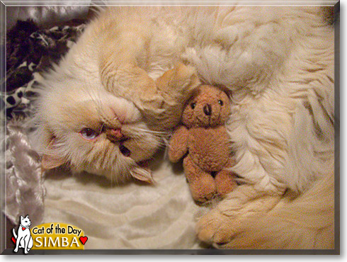 Simba, the Cat of the Day