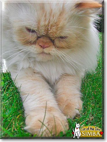 Simba, the Cat of the Day
