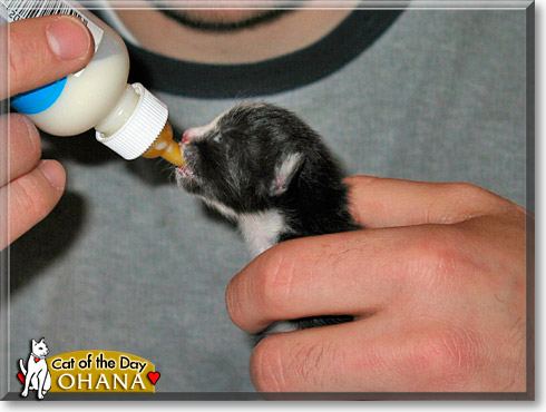 Ohana, the Cat of the Day
