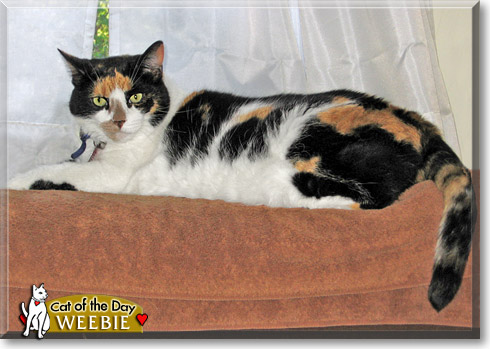 Weebie, the Cat of the Day