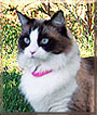 Furbee