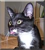Gomez