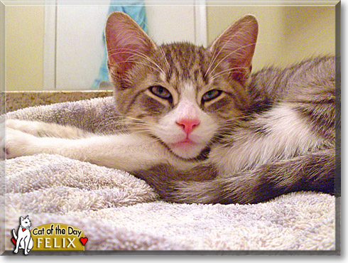 Felix, the Cat of the Day Felix, the Cat of the Day
