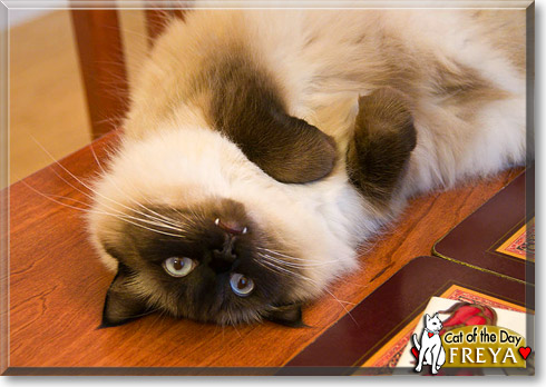 Freya, the Cat of the Day