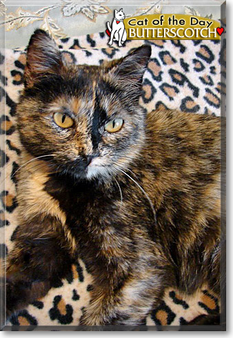 Butterscotch, the Cat of the Day