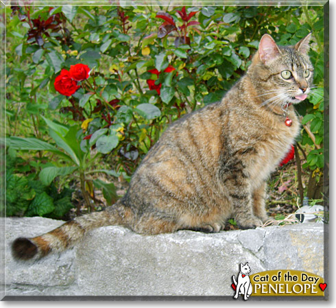 Penelope, the Cat of the Day
