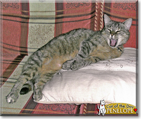 Penelope, the Cat of the Day Penelope, the Cat of the Day