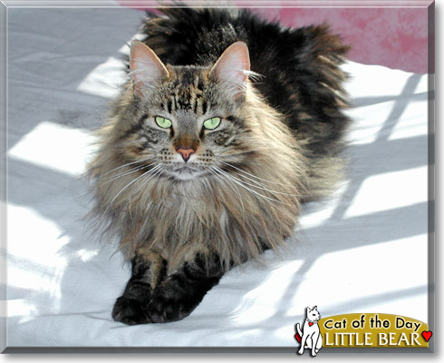 Little Bear, the Cat of the Day