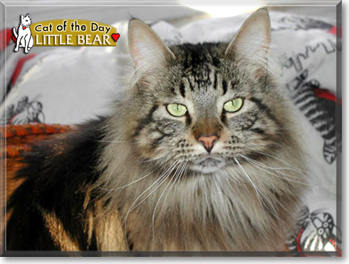 Little Bear, the Cat of the Day Little Bear, the Cat of the Day