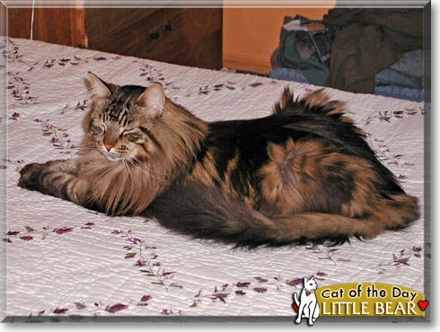 Little Bear, the Cat of the Day Little Bear, the Cat of the Day