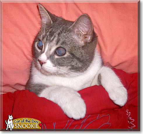 Snookie, the Cat of the Day