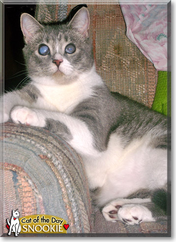 Snookie, the Cat of the Day