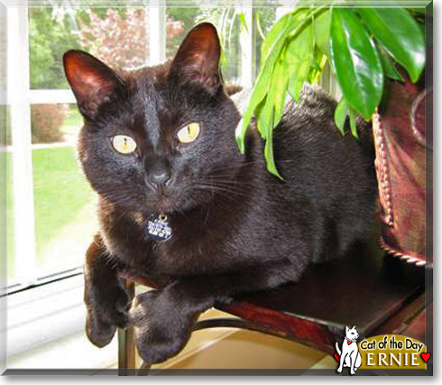 Ernie, the Cat of the Day