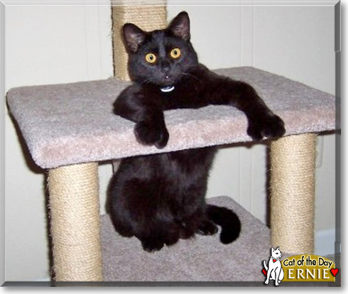Ernie, the Cat of the Day Ernie, the Cat of the Day