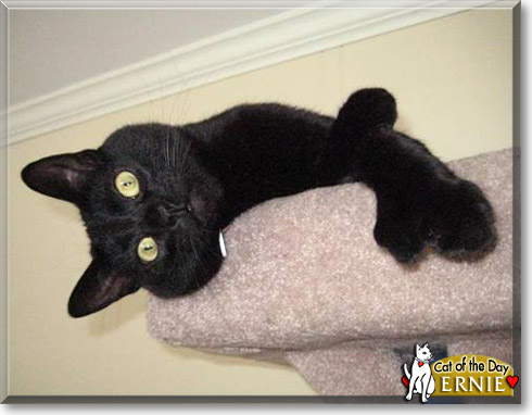 Ernie, the Cat of the Day Ernie, the Cat of the Day