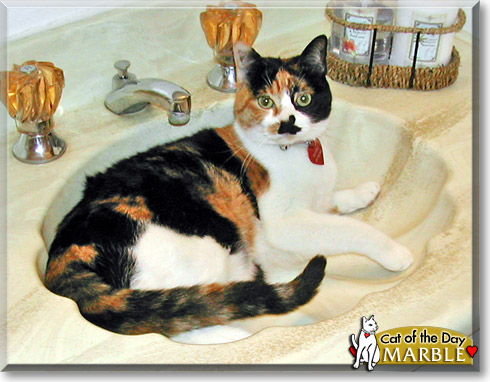 Marble, the Cat of the Day