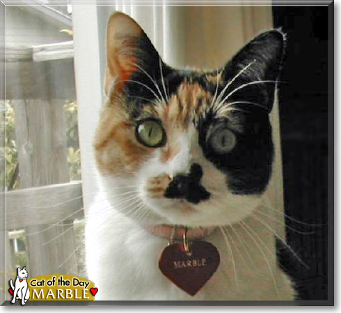 Marble, the Cat of the Day