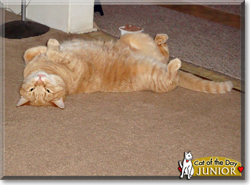 Junior, the Cat of the Day Junior, the Cat of the Day