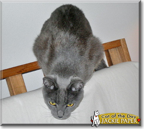 Jackie Paper, the Cat of the Day