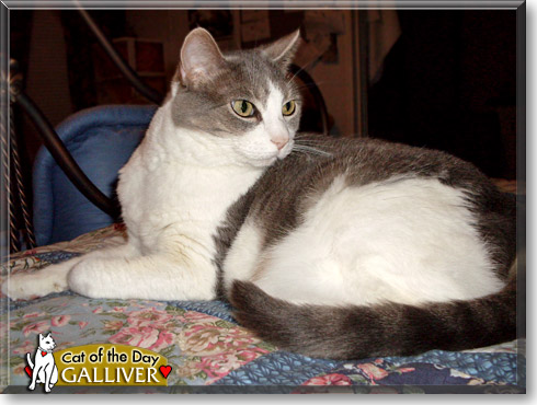Galiver, the Cat of the Day