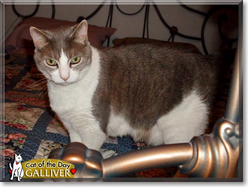 Galiver, the Cat of the Day Galiver, the Cat of the Day