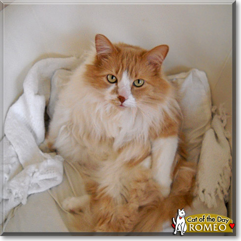 Roméo, the Cat of the Day