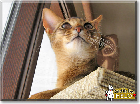 Helo, the Cat of the Day