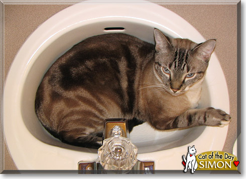 Simon, the Cat of the Day
