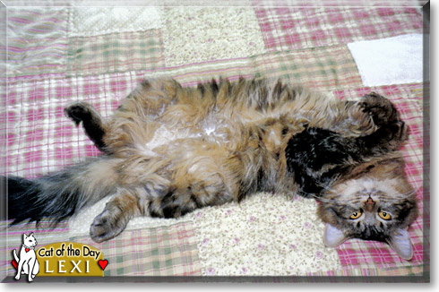 Lexi, the Cat of the Day