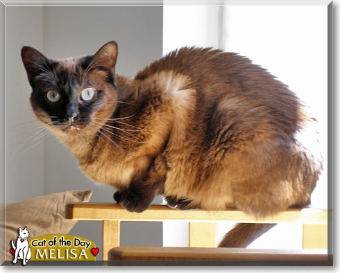Melisa, the Cat of the Day