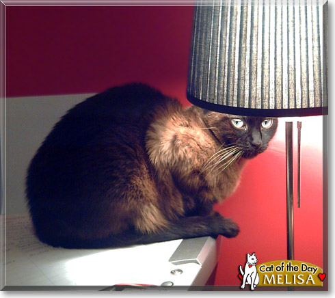 Melisa, the Cat of the Day
