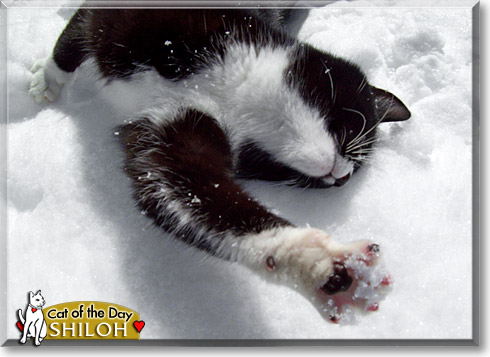 Shiloh, the Cat of the Day