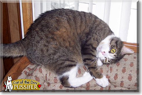 Pussifer, the Cat of the Day