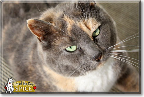 Spice, the Cat of the Day