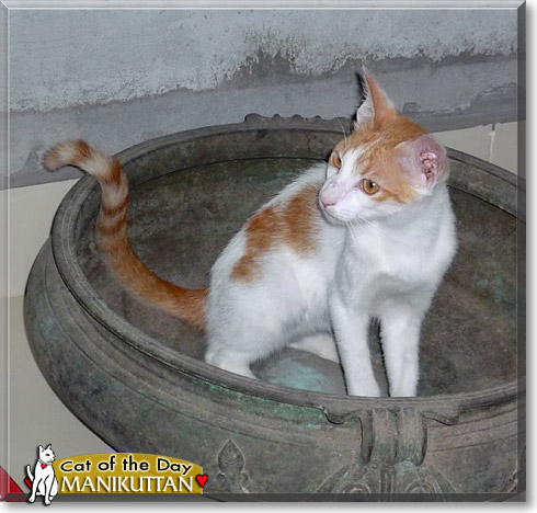 Manikuttan, the Cat of the Day