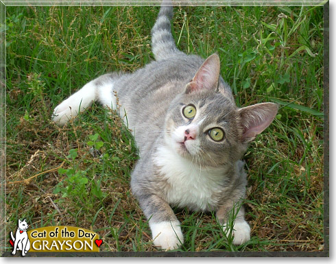 Grayson, the Cat of the Day
