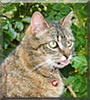 Penelope