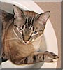 Simon
