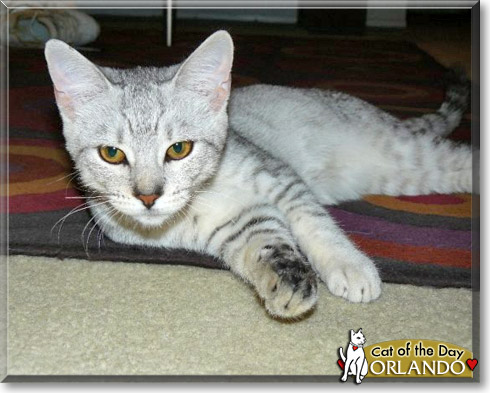 Orlando, the Cat of the Day