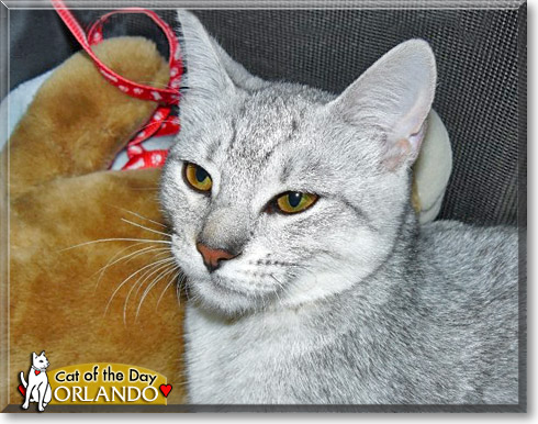 Orlando, the Cat of the Day